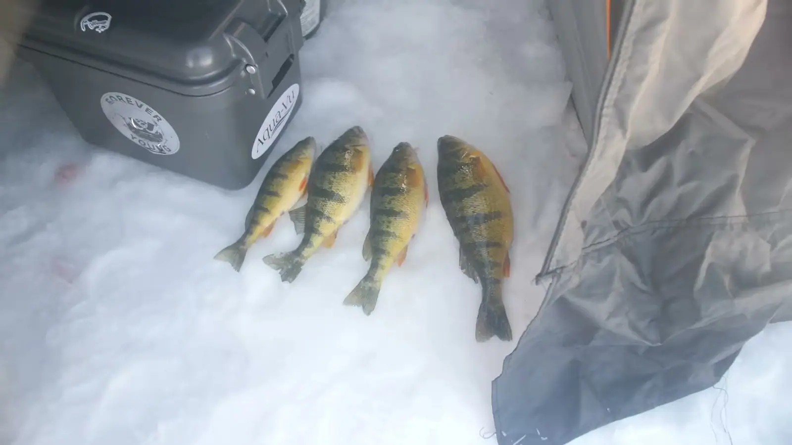 Four yellow perch laid out on the snow.